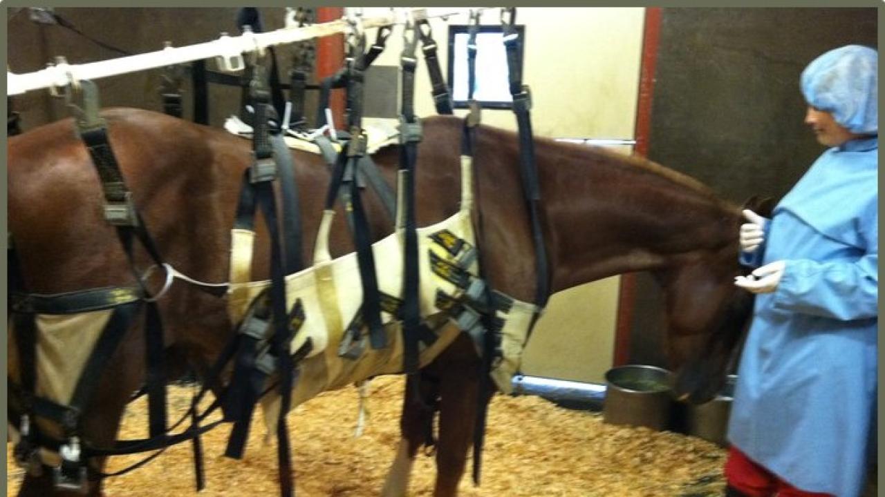 UC Davis Vet School Diagnostic Lab Performs Critical Disease Testing